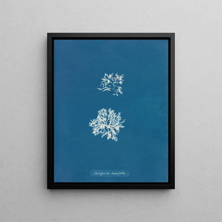 Anna Atkins - Delesseria ruscifolia.webp