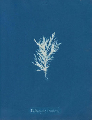 Anna Atkins - Ectocarpus crinitus.webp