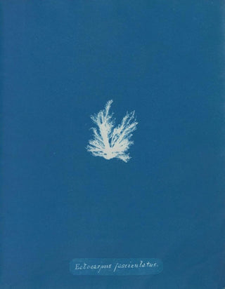 Anna Atkins - Ectocarpus fasciculatus.webp