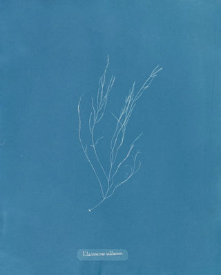 Anna Atkins - Elaionema villosum.webp