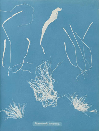 Anna Atkins - Enteromorpha compressa.webp