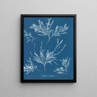 Anna Atkins - Gelidium rostratum.webp