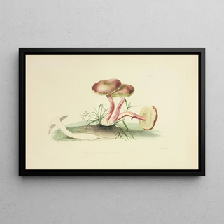 Anna Maria Hussey - Illustrations of British mycology Pl05.webp