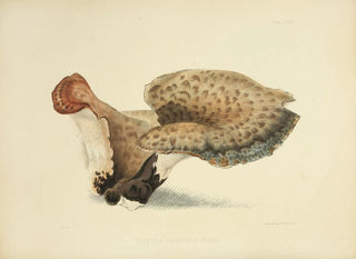 Anna Maria Hussey - Illustrations of British mycology Pl33.webp