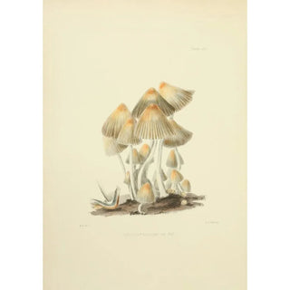 Anna Maria Hussey - Illustrations of British mycology Pl55.webp