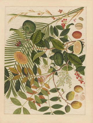 Anonymous - Album of Chinese watercolors of Asian fruits Pl10.webp