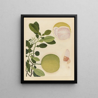 Anonymous - Album of Chinese watercolors of Asian fruits Pl20.webp