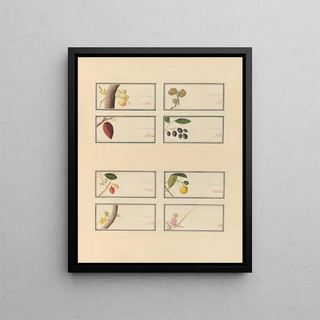 Anonymous - Album of Chinese watercolors of Asian fruits Pl26.webp