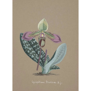 Anonymous - Collection dorchidees Pl14.webp