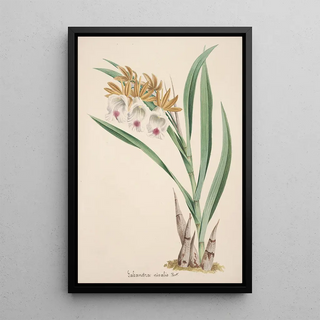 Anonymous - Collection dorchidees Pl18.webp