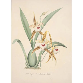 Anonymous - Collection dorchidees Pl19.webp