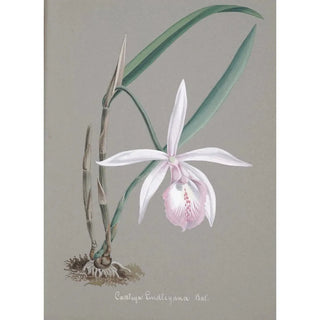 Anonymous - Collection dorchidees Pl21.webp