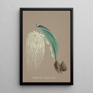 Anonymous - Collection dorchidees Pl23.webp