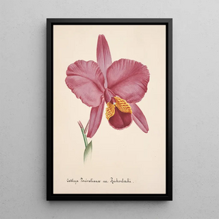 Anonymous - Collection dorchidees Pl25.webp