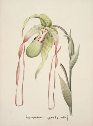 Anonymous - Collection dorchidees Pl28.webp