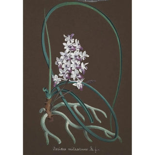 Anonymous - Collection dorchidees Pl37.webp