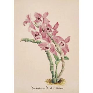 Anonymous - Collection dorchidees Pl41.webp