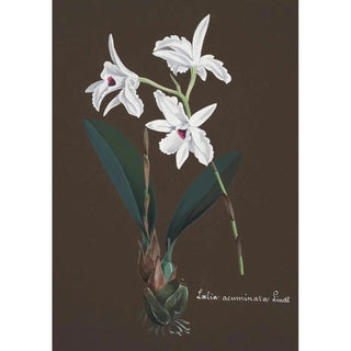 Anonymous - Collection dorchidees Pl48.webp