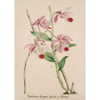 Anonymous - Collection dorchidees Pl50.webp