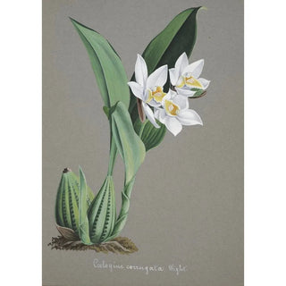 Anonymous - Collection dorchidees Pl62.webp