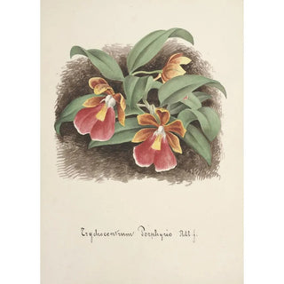 Anonymous - Collection dorchidees Pl73.webp