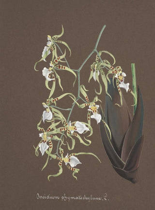 Anonymous - Collection dorchidees Pl81.webp