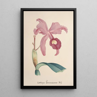 Anonymous - Collection dorchidees Pl85.webp