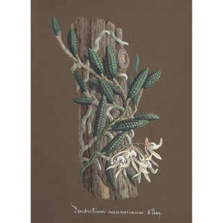 Anonymous - Collection dorchidees Pl87.webp