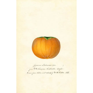 Anonymous - Diospyros Hyakume.webp