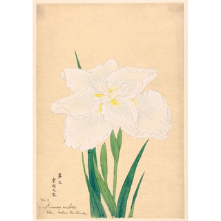 Anonymous - Sky Between the Clouds Kumoma no Sora.webp