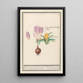 Anselmus Botius de Boodt - 1 Corcus purpereus variegatus 2 Corcus Lutens.webp