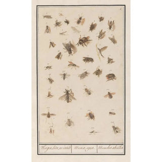 Anselmus Botius de Boodt - 38 gevleugelde insecten Blad met achtendertig gevleugelde insecten Vliegen bin en ursels Muscae apes Mouches abeilles.webp