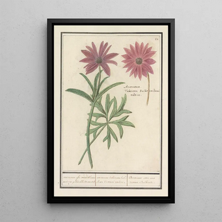 Anselmus Botius de Boodt - Anemoon Anemone of dahlia Dahlia anemone ofte wind bloeme met een geknobbelde wortel.webp