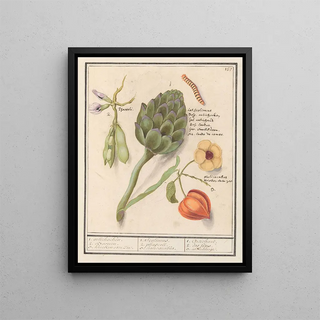 Anselmus Botius de Boodt - Artisjok Cynara scolymus tuinbonen Vicia faba en lampionplant Physalis.webp