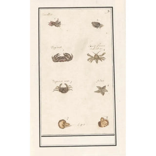 Anselmus Botius de Boodt - Blad met acht kreeftachtigen en weekdieren.webp