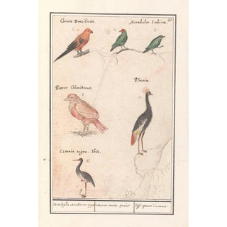 Anselmus Botius de Boodt - Blad met zes vogels Verscheijde soorten van vogels Avium variae species diff especes doiseau.webp