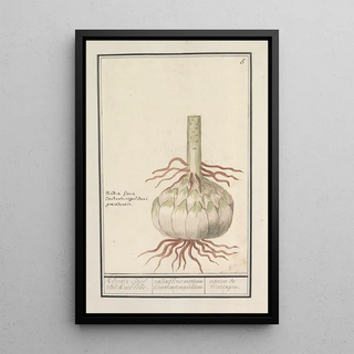 Anselmus Botius de Boodt - Bol van de rode lelie Lilium.webp