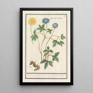 Anselmus Botius de Boodt - Bosanemoon Anemone nemorosa Bosch roononckels ranunculus nemorosi renoncules des Bois.webp