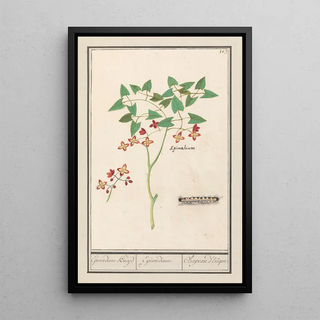 Anselmus Botius de Boodt - Elfenbloem Epimedium alpinum Epimedium Kruyd Epimedium Chapeau dEvque.webp