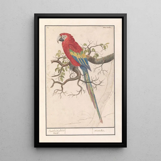 Anselmus Botius de Boodt - Geelvleugelara Ara macao.webp