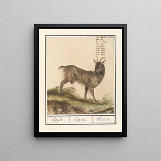 Anselmus Botius de Boodt - Geit Capra hircus Geijte Capra Chevre.webp