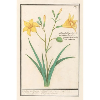 Anselmus Botius de Boodt - Gele lelie Lilium.webp