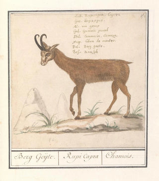 Anselmus Botius de Boodt - Gems Rupicapra rupicapra Berg Geijte Rupi Capra Chamois.webp