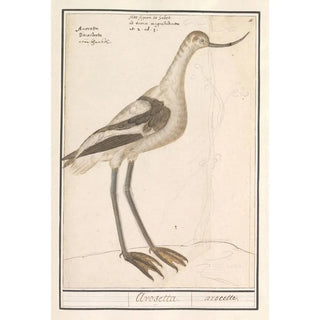 Anselmus Botius de Boodt - Grijze snip Limnodromus.webp