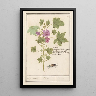Anselmus Botius de Boodt - Groot kaasjeskruid Malva sylvestris Sigmaards kruijd Alcea Guimauvre.webp