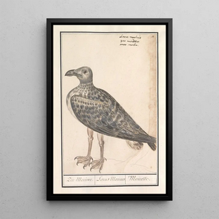 Anselmus Botius de Boodt - Grote mantelmeeuw Larus marinus of zilvermeeuw Larus argentatus.webp