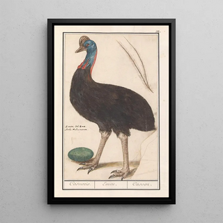 Anselmus Botius de Boodt - Helmkasuaris Casuarius casuarius Casuaris Emeu Casoar.webp