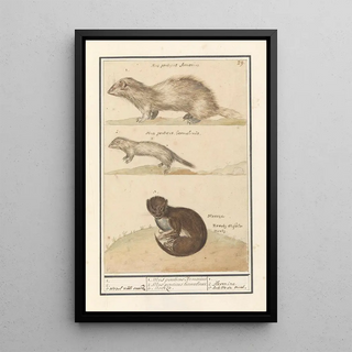 Anselmus Botius de Boodt - Hermelijn Mustela erminea en nerts Mustela lutreola.webp
