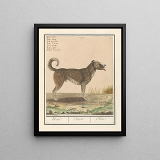 Anselmus Botius de Boodt - Hond Canis lupus familiaris.webp