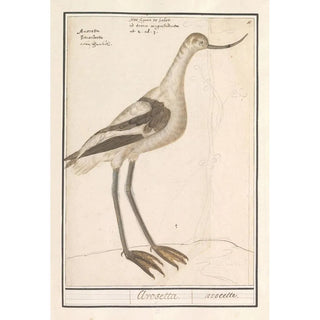 Anselmus Botius de Boodt - Kluut Recurvirostra avosetta.webp